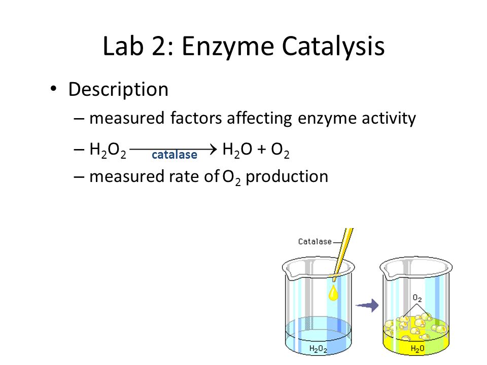 Enzyme Catalysis Lab Report Essay Sample